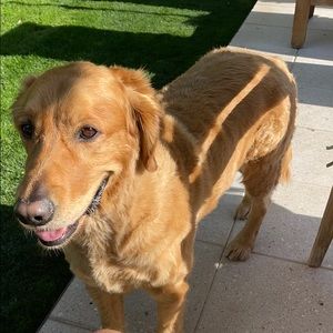 Meet your Posher, Donald